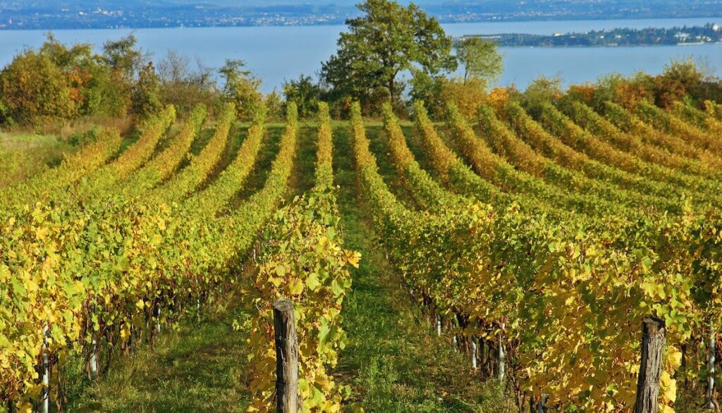 LAKE GARDA:PRIVATE WINE TOUR AND TASTING