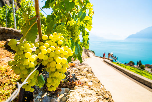 LAKE GARDA:PRIVATE WINE TOUR AND TASTING