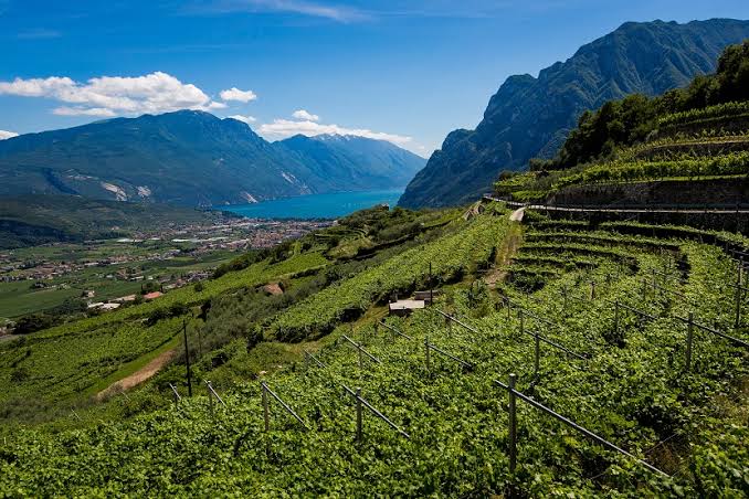 LAKE GARDA:PRIVATE WINE TOUR AND TASTING