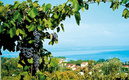 LAKE GARDA:PRIVATE WINE TOUR AND TASTING